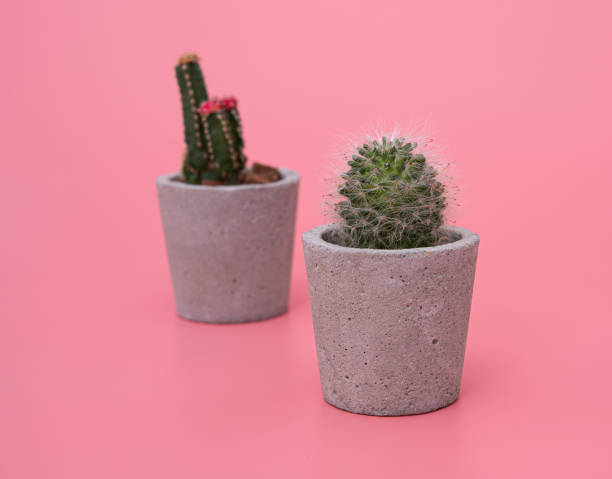 istock Small cactus in the pot on pink background 1310998649