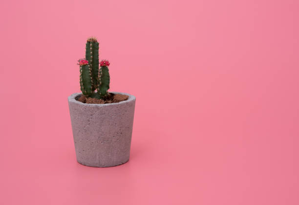 istock Small cactus in the pot on pink background 1310998656