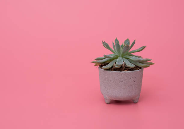 istock Agave in Pot on pink background 1310998671