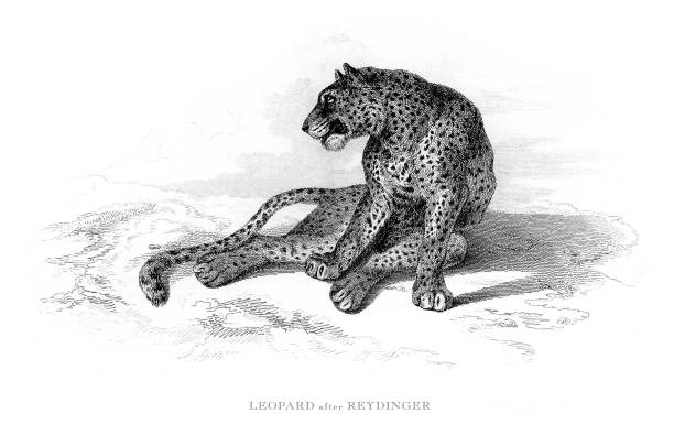 lampart w dzikiej grawerowane ilustracji - leopard horizontal snout fur stock illustrations