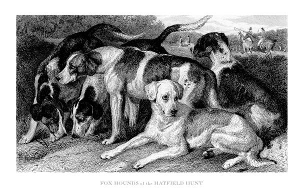 istock Fox Hounds of the Hatfield Hunt Engraved Illustration 1310999372