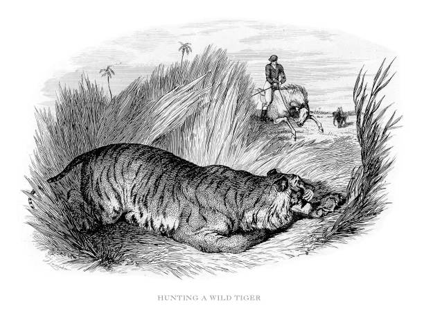 자연 에 야생 호랑이 사냥 삽화 - tiger animals in the wild stalking zoo stock illustrations