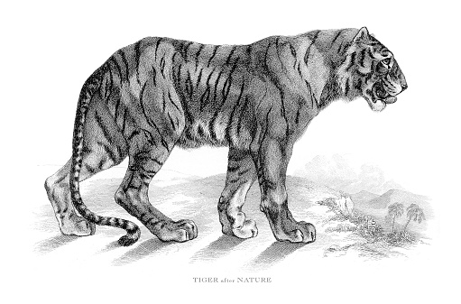 Very Rare, Beautifully Illustrated Victorian Antique Engraving of a Portrait of a Tiger in nature Antique Illustration, Published 1853. Source: Original edition from my own archives. Copyright has expired on this artwork. Digitally restored.