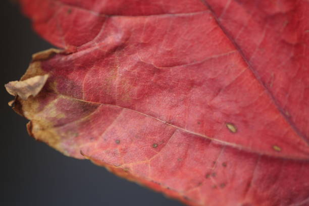 istock Burgundy autumn leaf 1311000261