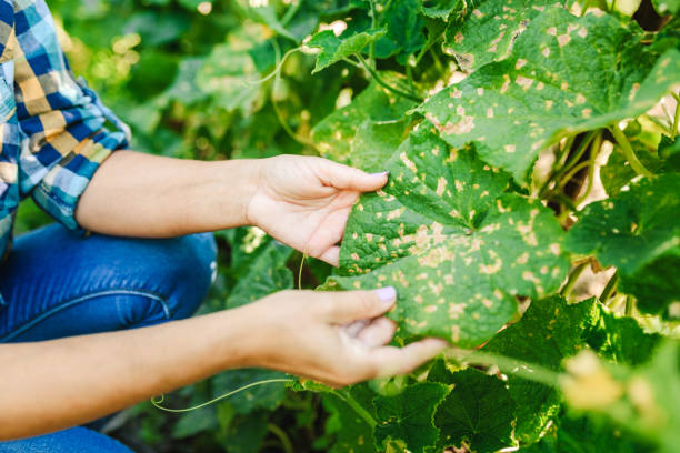 Farmer examining ill plant leaves. Agriculture / Botany concept. Organic food concept.