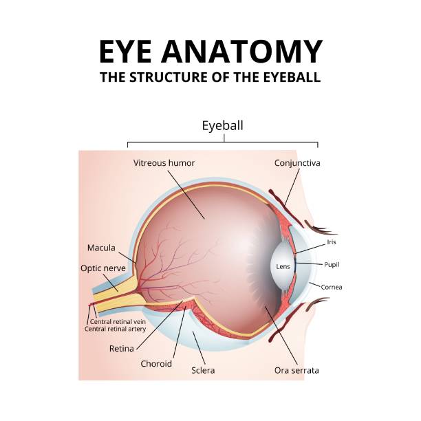 схематическая диаграмма анатомии человеческого глаза - conjunctiva stock illustrations
