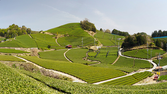 Kyoto,Japan-March 31, 2021: Tea field in spring at Waduka, Kyoto
