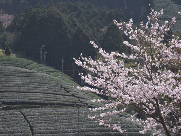 istock Tea field covered with net in spring at Waduka, Kyoto 1311003301