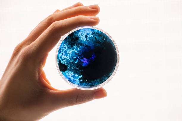 Unrecognizable microbiologist holding a Petri dish with blue specimens