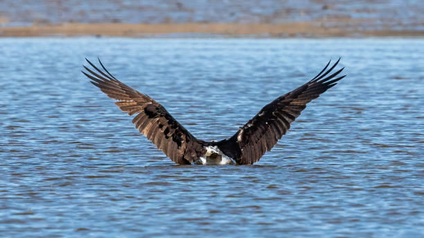 istock Osprey in flight looking for a meal 1311005027