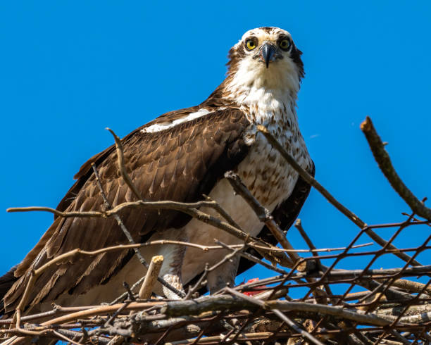 istock Osprey building the nest 1311005028