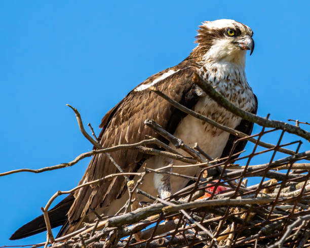 istock Osprey building the nest 1311005060