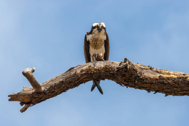 istock Adult Osprey Eating in a Dead Tree 1311005371