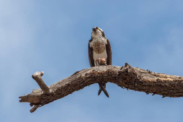 istock Adult Osprey Eating in a Dead Tree 1311005374