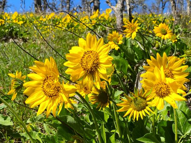 istock Arrowleaf Balsamroot in bloom, Memaloose, Oregon 1311006740