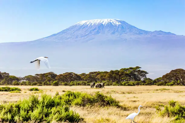 Fabulous journey to the African savannah. Herd of wild elephants grazes at the foot of famous Mount Kilimanjaro. Africa. Great egret flying over the grass