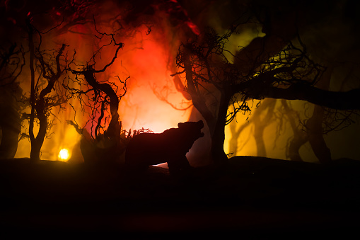 Vista de terror de oso grande en el bosque por la noche. Oso enojado detrás del cielo nublado de fuego. La silueta de un oso en un fondo oscuro del bosque brumoso photo