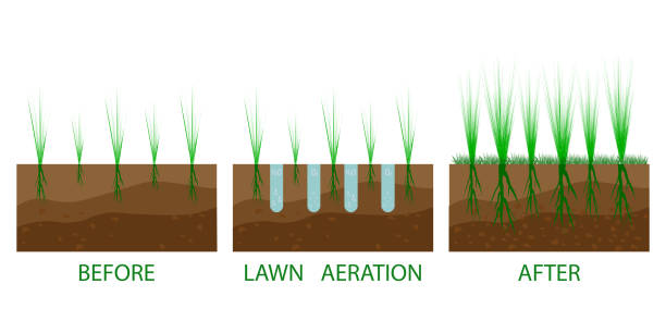 ilustrações de stock, clip art, desenhos animados e ícones de lawn aeration process steps - before and after. lawn aeration. gardening grass lawncare, landscaping service - aeration