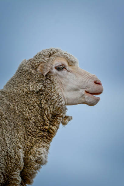 istock Merino Sheep out in the paddock 1311009548