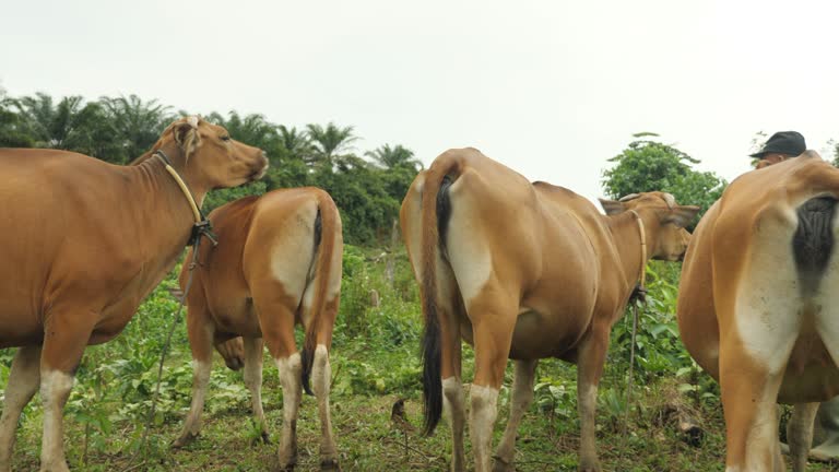S Riko Sapi 220+ Sapi Bali Sapi Foto Video Stok dan Rekaman Bebas Royalti - iStock