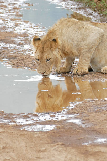 istock Wildlife Animals out on safari 1311012252
