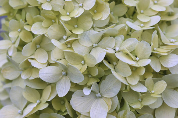 istock A background of white hydrangea blossoms in bloom 1311013139