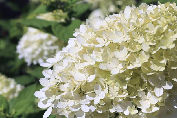 istock A background of white hydrangea blossoms in bloom 1311013146