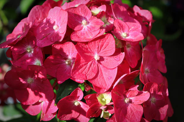 istock Macro of pink hydrangea blossoms in bloom 1311013164