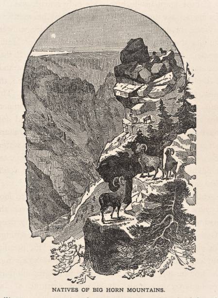 Mountain goats climb Bighorn Mountains in Wyoming and Montana. Vertical. Illustration published 1886. Source: Original edition is from my own archives. Copyright has expired and is in Public Domain.