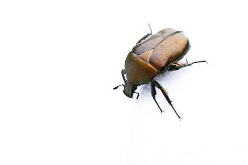 The beetle was photographed on a white background.