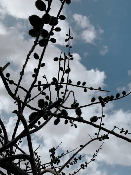 istock Tropical Fruit Tree in West Palm Beach, Florida in the Spring of 2021 1311017384