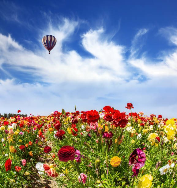 istock Huge multicolored hot air balloon flies 1311017407