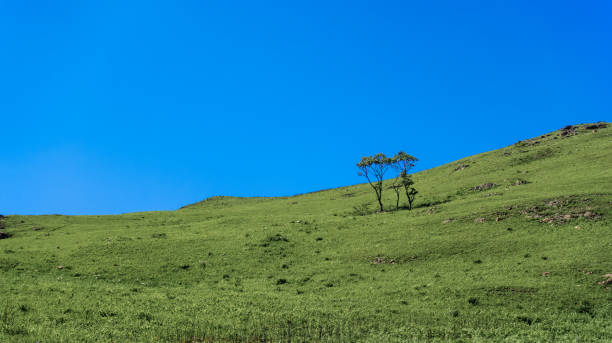 istock Two lonely trees on a green hillside covered with fresh green grass 1311018684