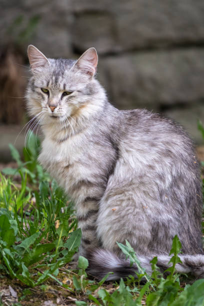 istock A beautiful fluffy gray cat sits on spring lawn in the sunset light 1311021350