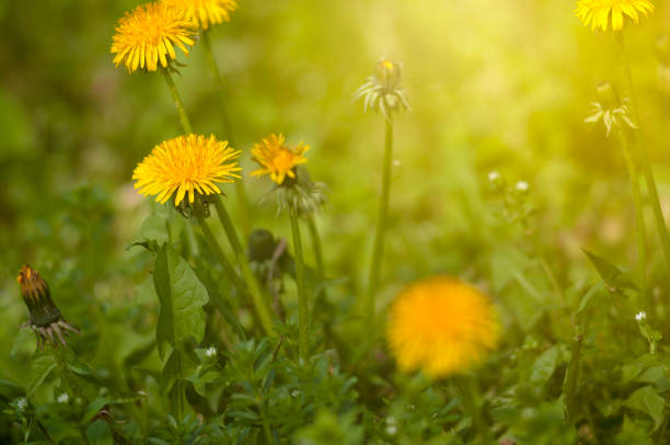 istock Blooming, yellow dandelions on a green meadow. 1311022042