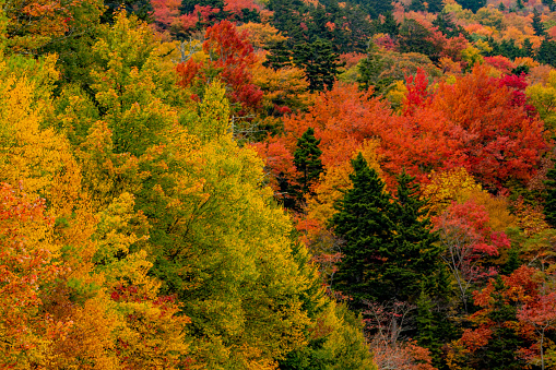 Beautiful autumn colours in Sangeorz-Bai, Transilvania, Romania