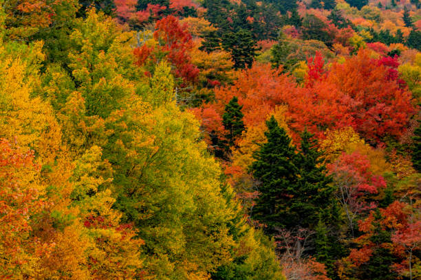 autumn colors on the blue ridge parkway in north carolina - blue ridge mountains blue ridge parkway north carolina mountain imagens e fotografias de stock