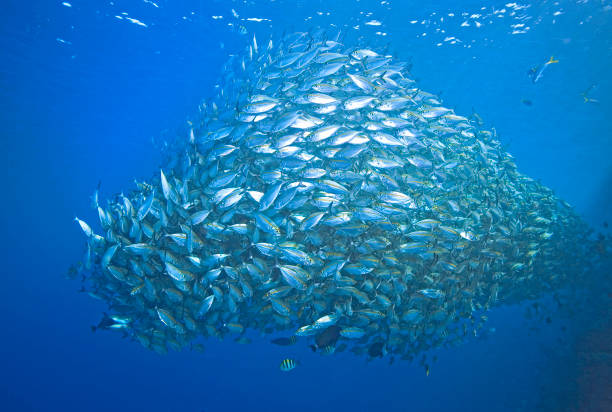 istock School of Trevally 1311024855