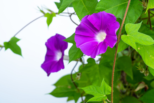 Ivy-leaved morning glory, is a flowering plant in the bindweed family. The species is native to tropical parts of the Americas, and has more recently been introduced to North America. Like most members of the family, it is a climbing vine with alternate leaves on twining stems. The flowers are blue to rose-purple with a white inner throat and emerge in summer and continue until late fall. The leaves are typically three-lobed, but sometimes may be five-lobed or entire. Flowers occur in clusters of one to three and are 2.5-4.5 cm long and wide. The sepals taper to long, recurved tips and measure 12–24 mm long. The species shares some features with the close relative Ipomoea purpurea.