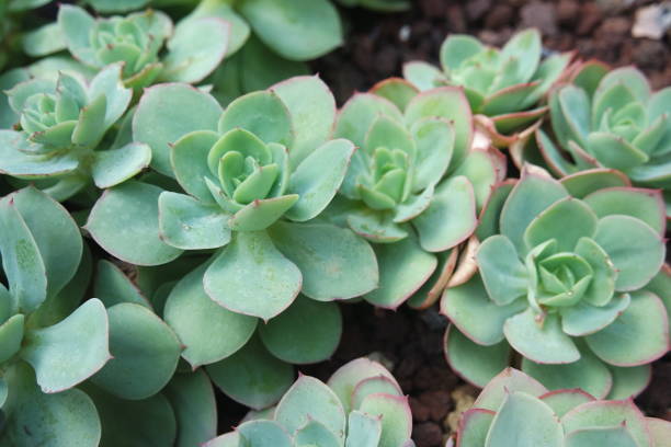 istock Echeveria Peach Pride Succulent Plants 1311025510