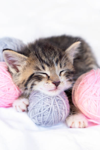 chat mignon dormant avec des skeins roses et gris de boules de fil sur le bâti blanc - knitting vertical striped textile photos et images de collection