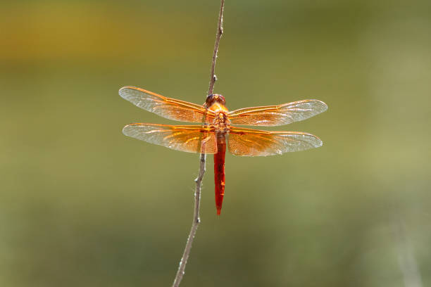 390+ Prehistoric Dragonfly Photos Stock Photos, Pictures & Royalty-Free ...