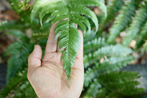 Fern leaves growing on Forest