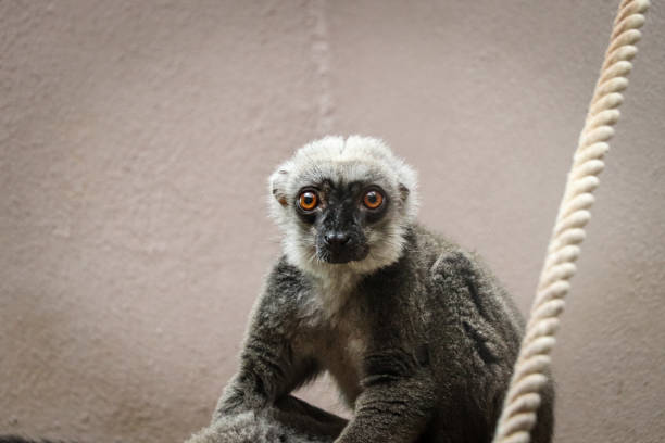 cansado y agravado por la obra lémur de cabeza blanca tristemente mirando a la cámara. eulemur albifrons se sienta en una sucursal y espera a que se mueva algún estímulo - aggravated fotografías e imágenes de stock