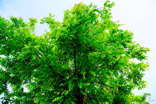 istock Leaves of Dolichandrone serrulata 1311026762