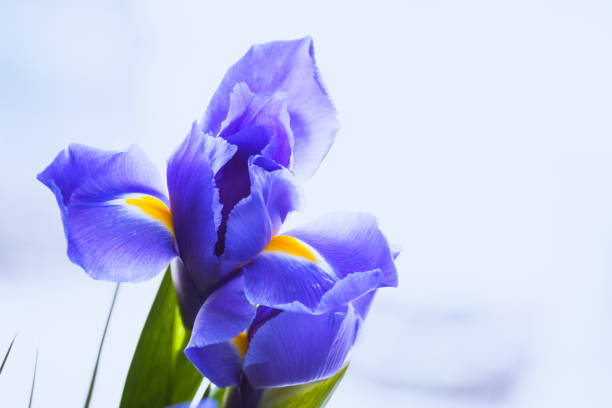 Blue iris, close up flowers photo over blurred background, selective focus Blue iris, close up flowers photo over blurred background, selective focus. Iris Laevigata iris laevigata stock pictures, royalty-free photos & images
