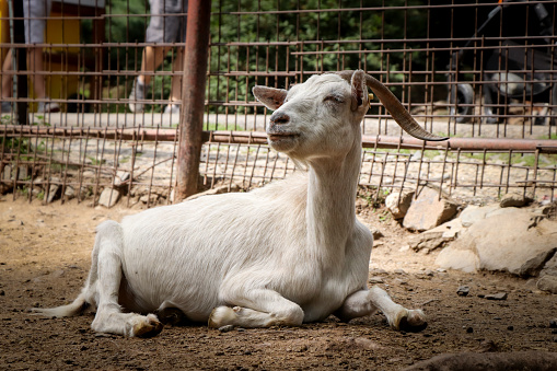 White senior female domestic goat resting on the ground and looking at her relatives with her head. Capra aegagrus hircus in a breakneck position on the abdomen.