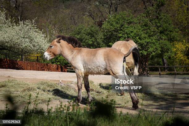 Last Wild Horse Living In The Wild Przewalskis Horse While Peeing Mongolian Wild Horse Or Dzungarian Horse While Making A Need Portrait Of Equus Przewalskii Stock Photo - Download Image Now