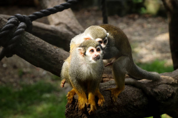 istock cute female gray-yellow Common squirrel monkey is waiting for her lover when she comes to visit her. Husband Saimiri sciureus jumps after his younger wife 1311029272