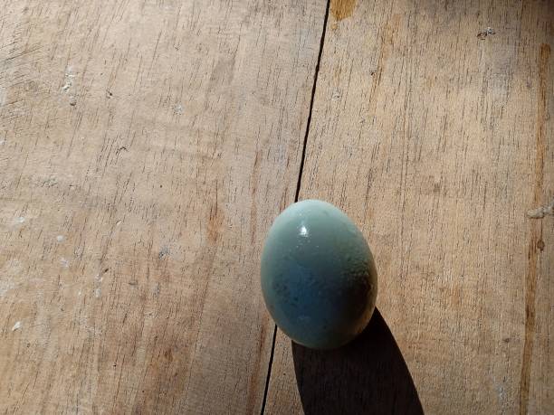 istock duck egg on wooden planks background 1311029288